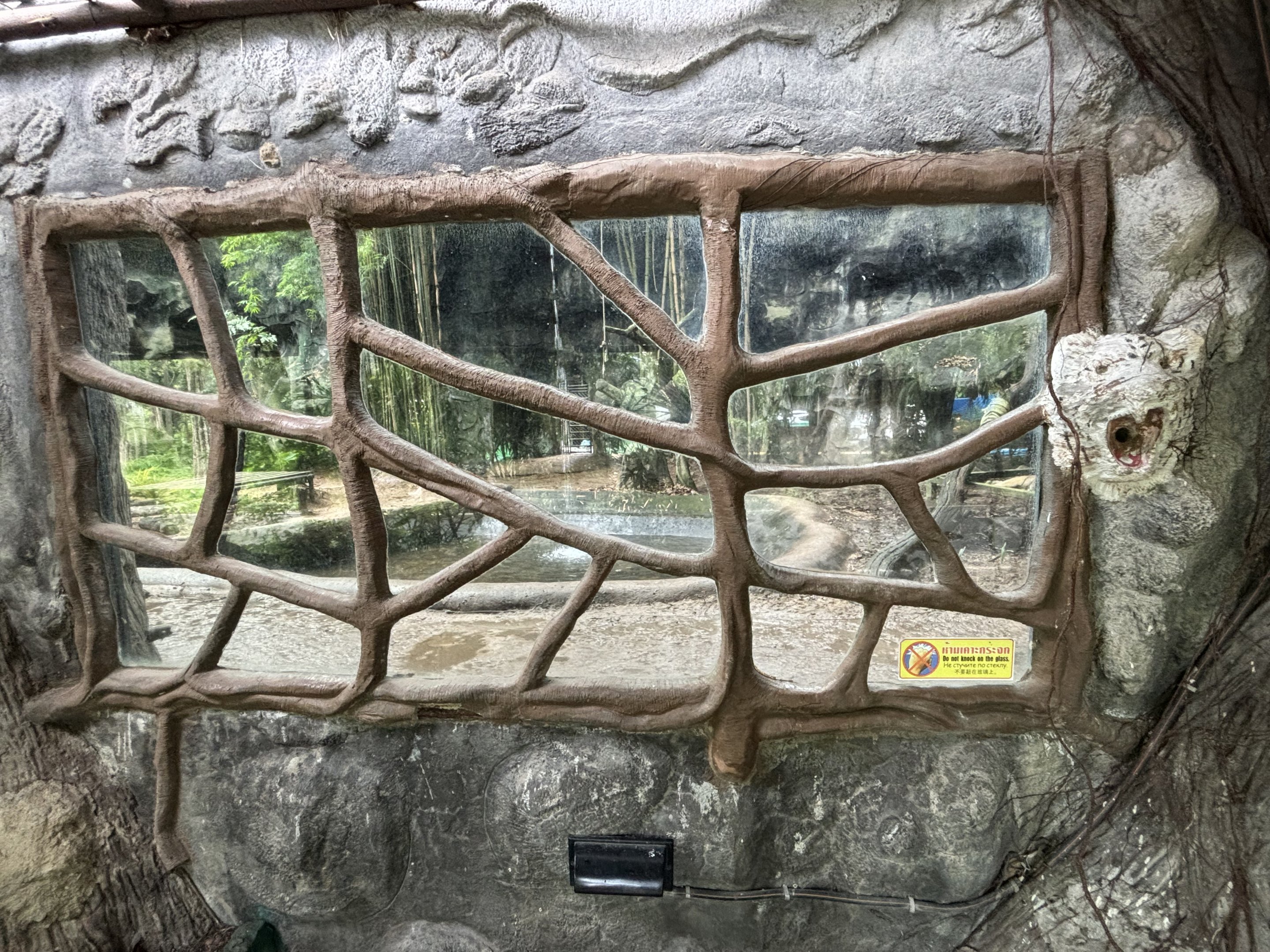 Tiger Exhibit #6 - white tiger