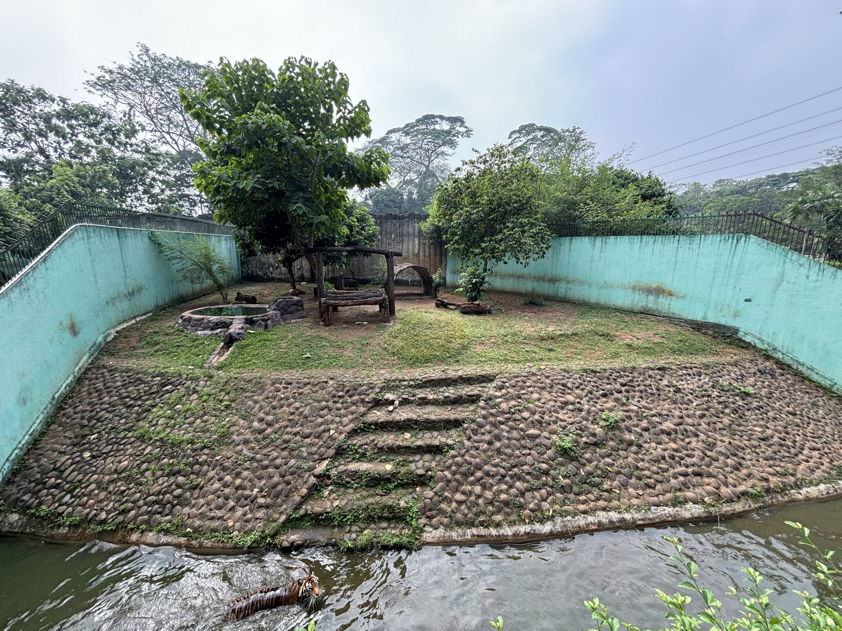 Tiger Exhibit #7 - Sumatran