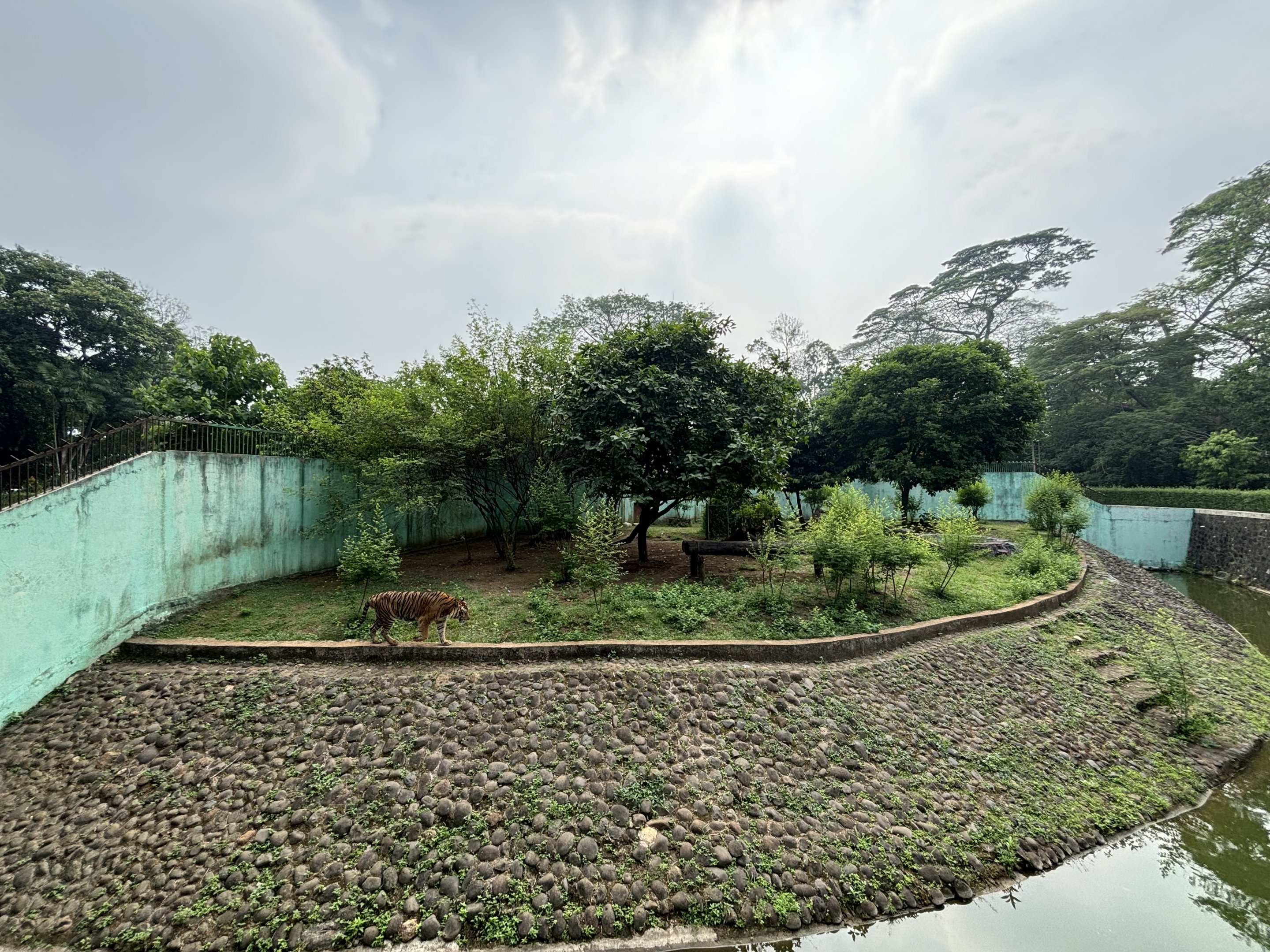 Tiger Exhibit #8 - Sumatran