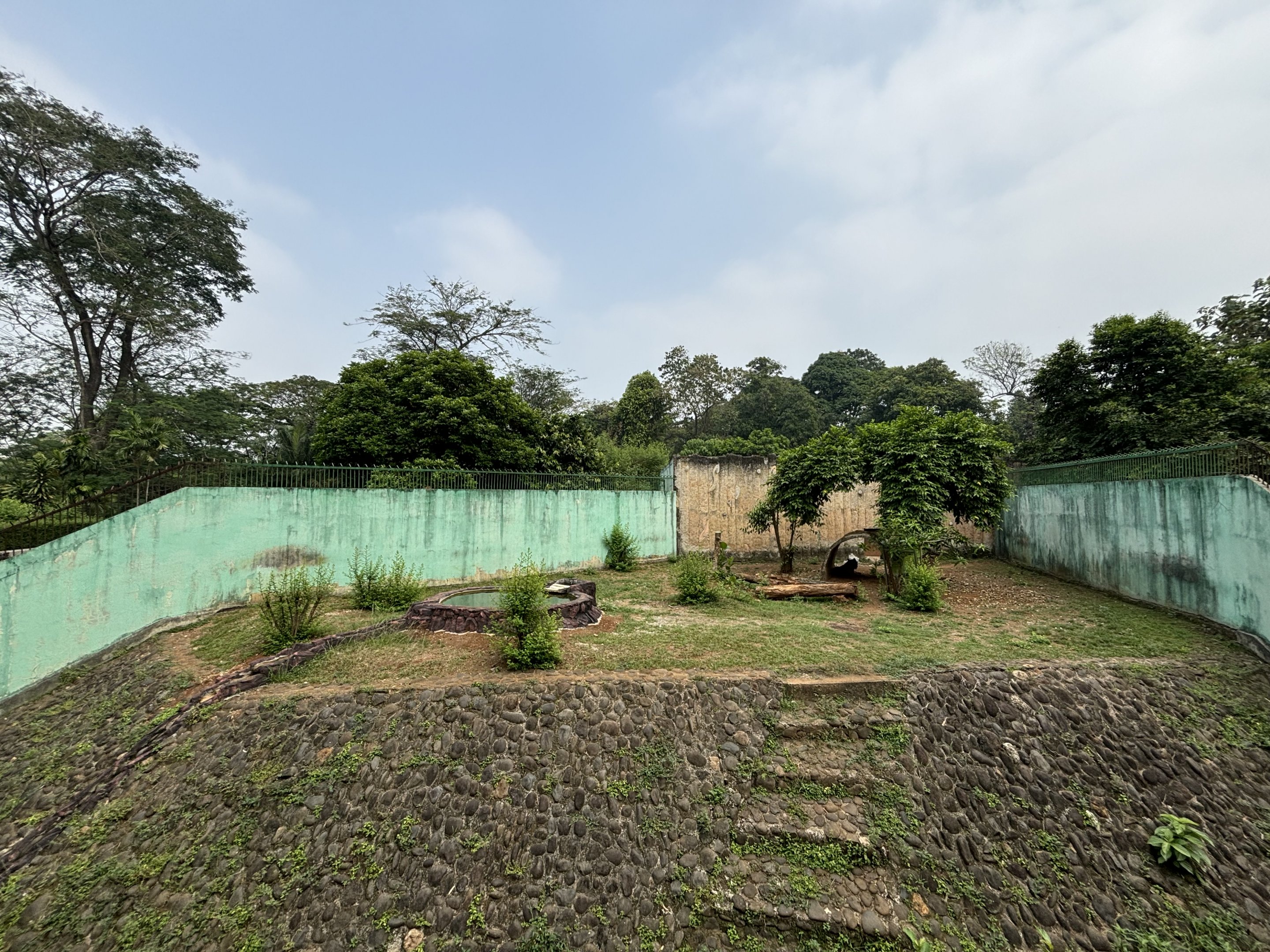 Tiger Exhibit #9 - Sumatran