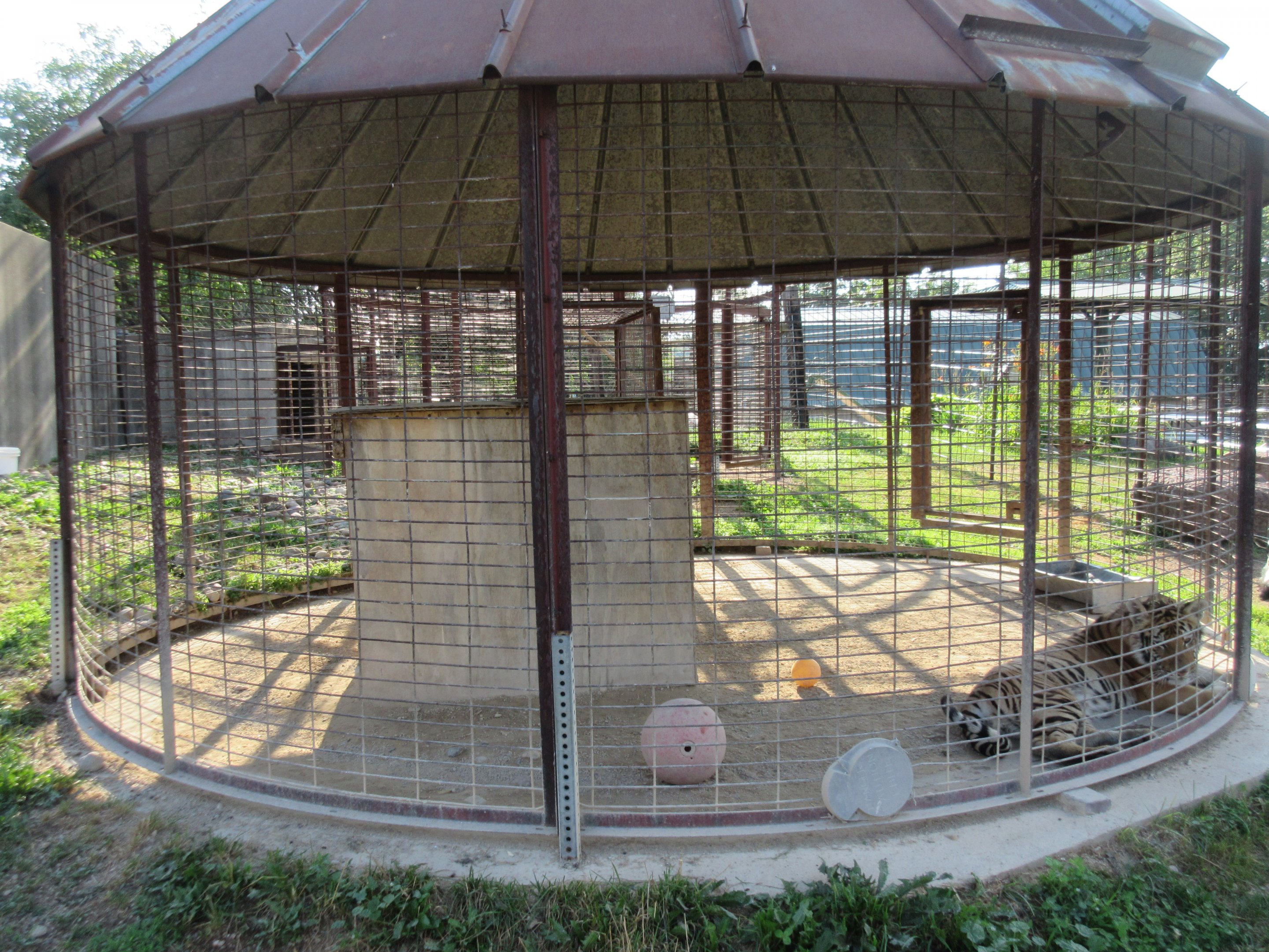 Tiger Exhibit (a juvenile)