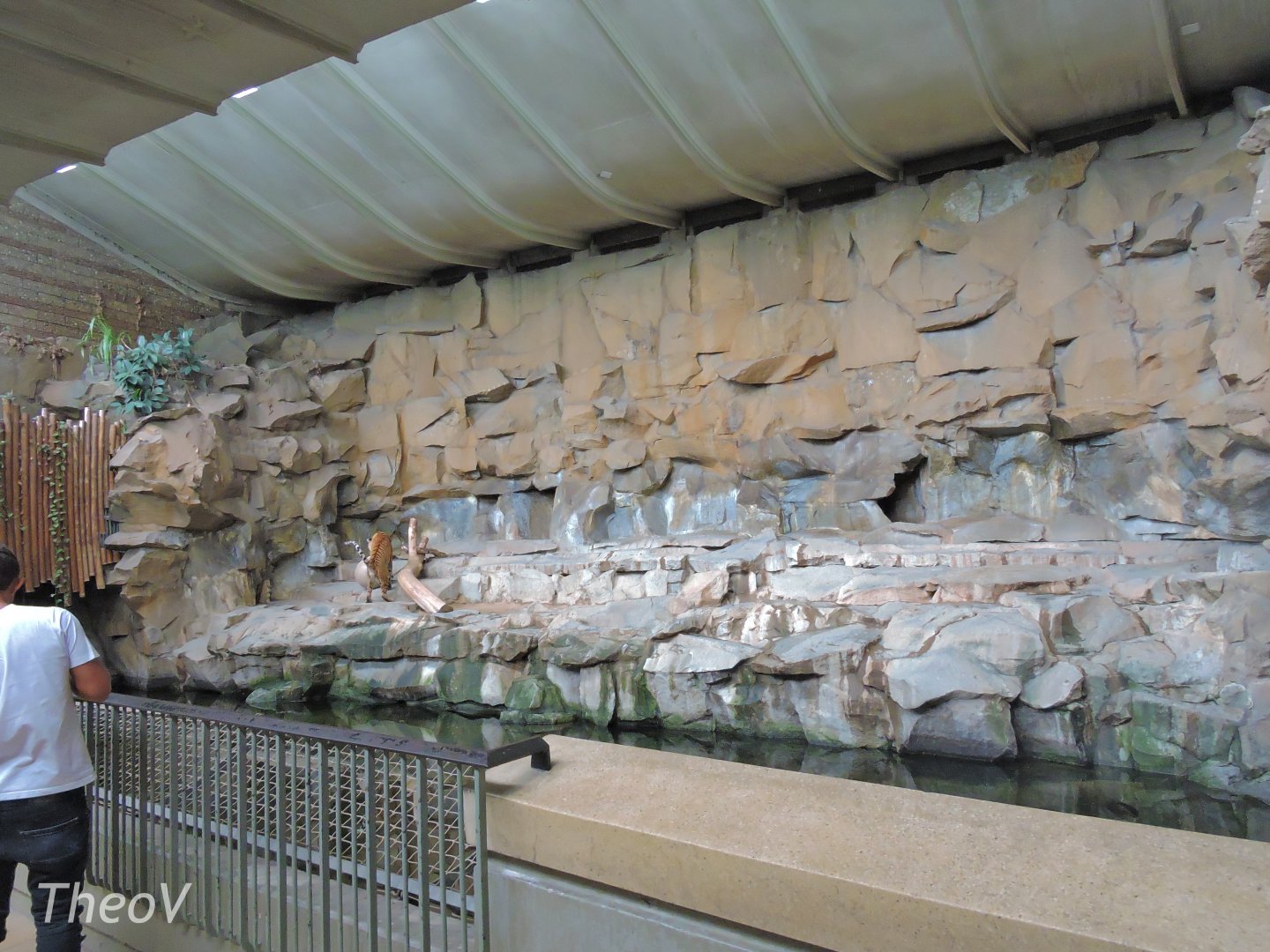 Tiger exhibit - Alfred-Brehm-Haus [2017]