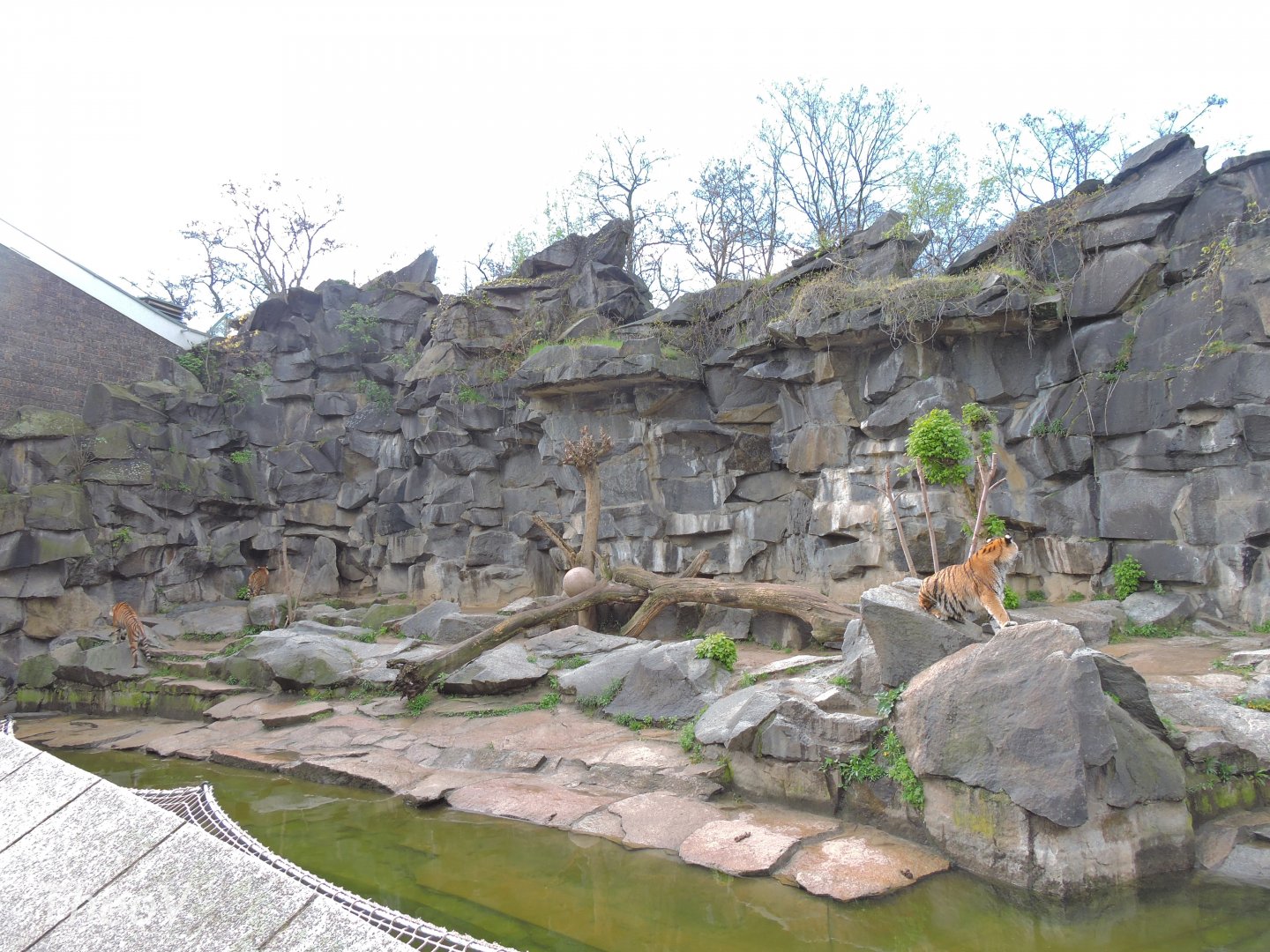 Tiger exhibit - Alfred-Brehm-Haus [2017]