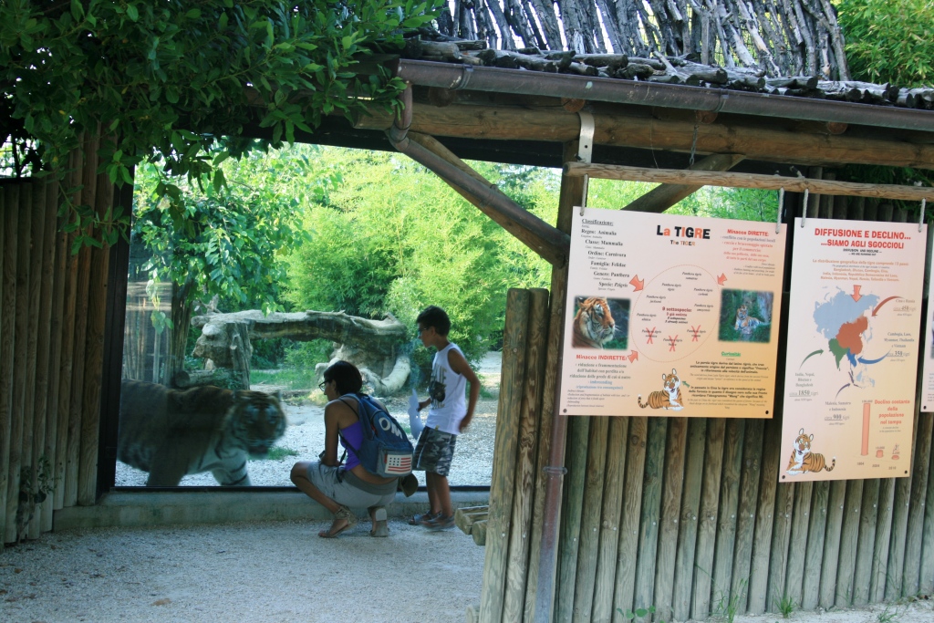 tiger exhibit area