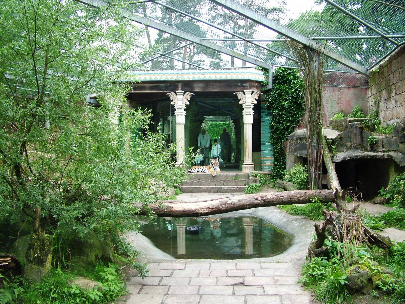 Tiger Exhibit at Amersfoort, 01/06/12