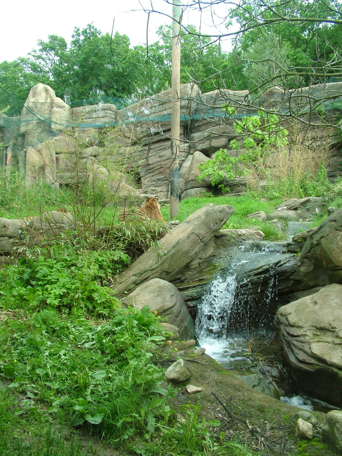 Tiger exhibit at Brno, 27/05/10