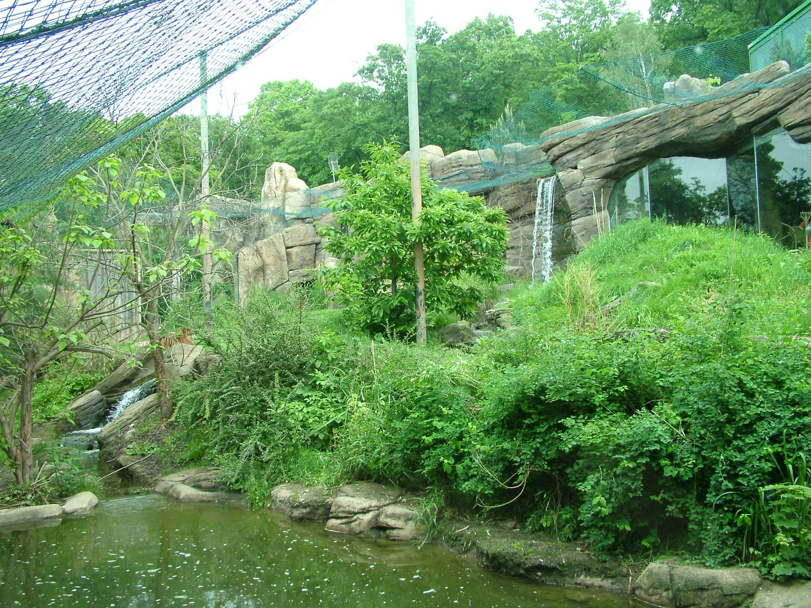 Tiger exhibit at Brno, 27/05/10