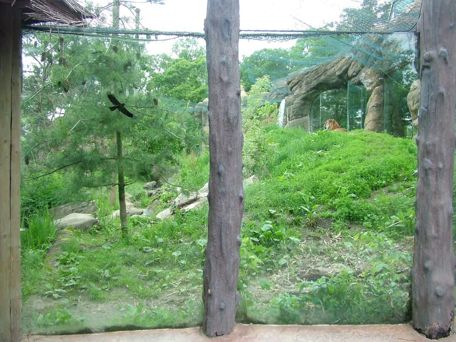 Tiger exhibit at Brno, 27/05/10