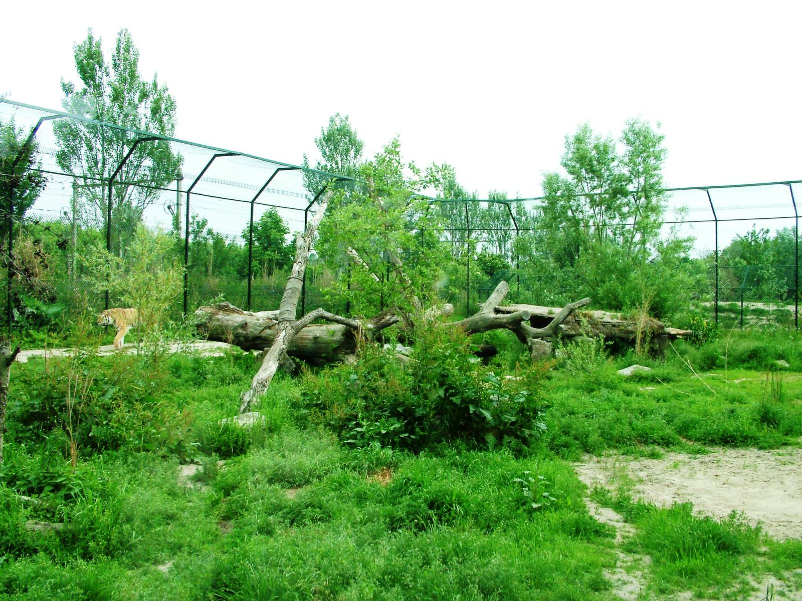 Tiger Exhibit at Dierenrijk, 31/05/12