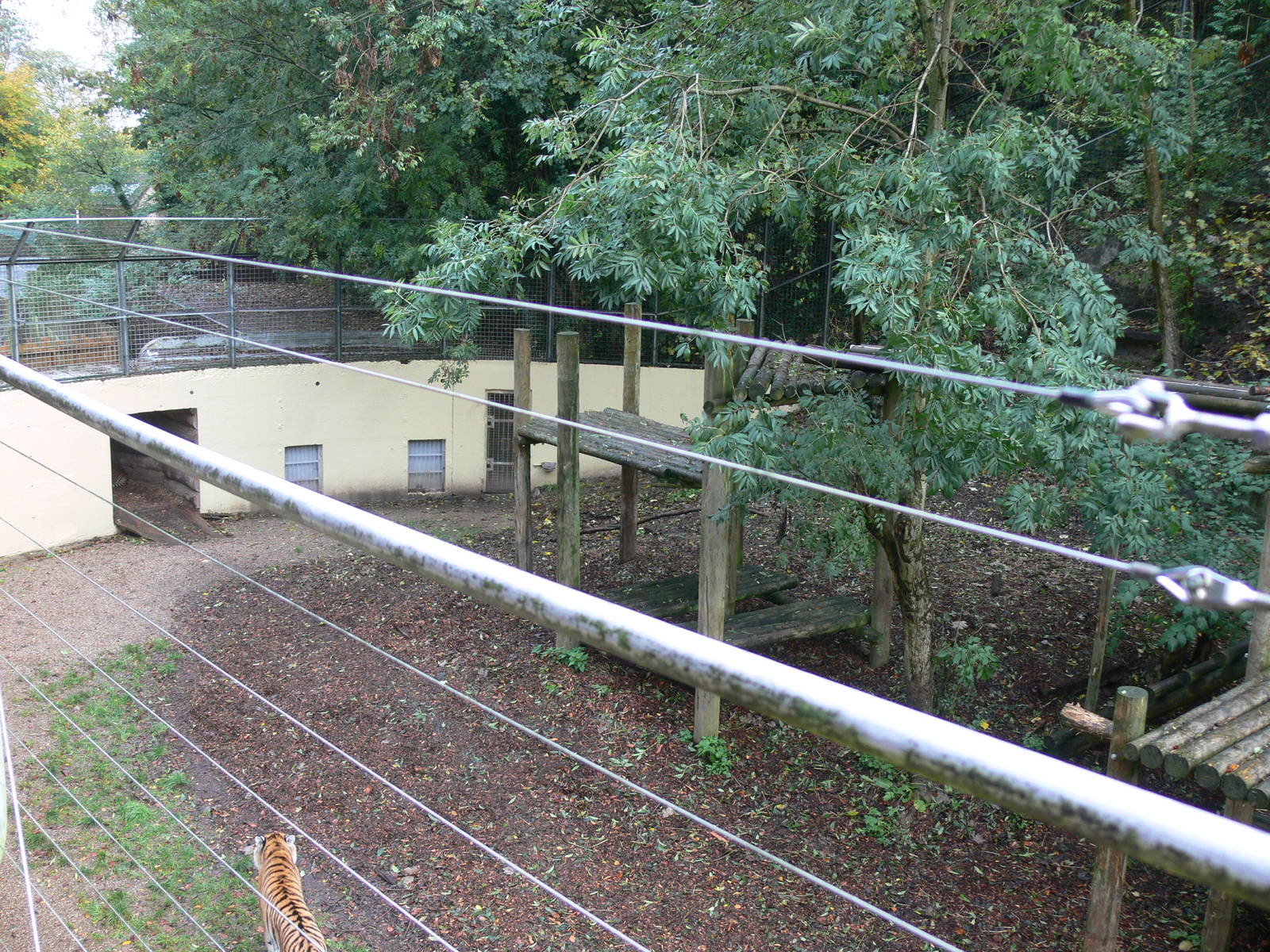 Tiger exhibit at Dudley, 02/11/13