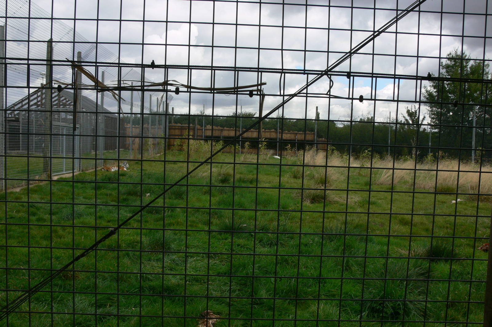 Tiger Exhibit at Hamerton Zoo, 23/08/14