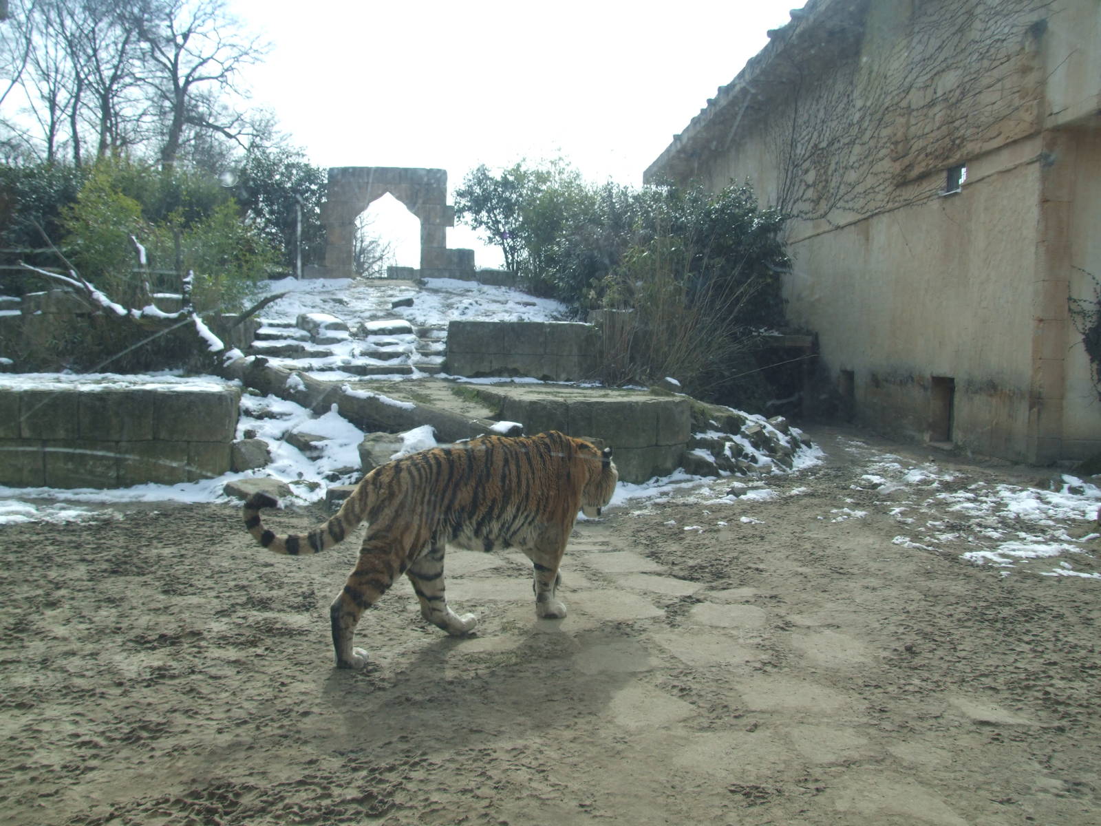 Tiger Exhibit at Hannover, 23/03/13