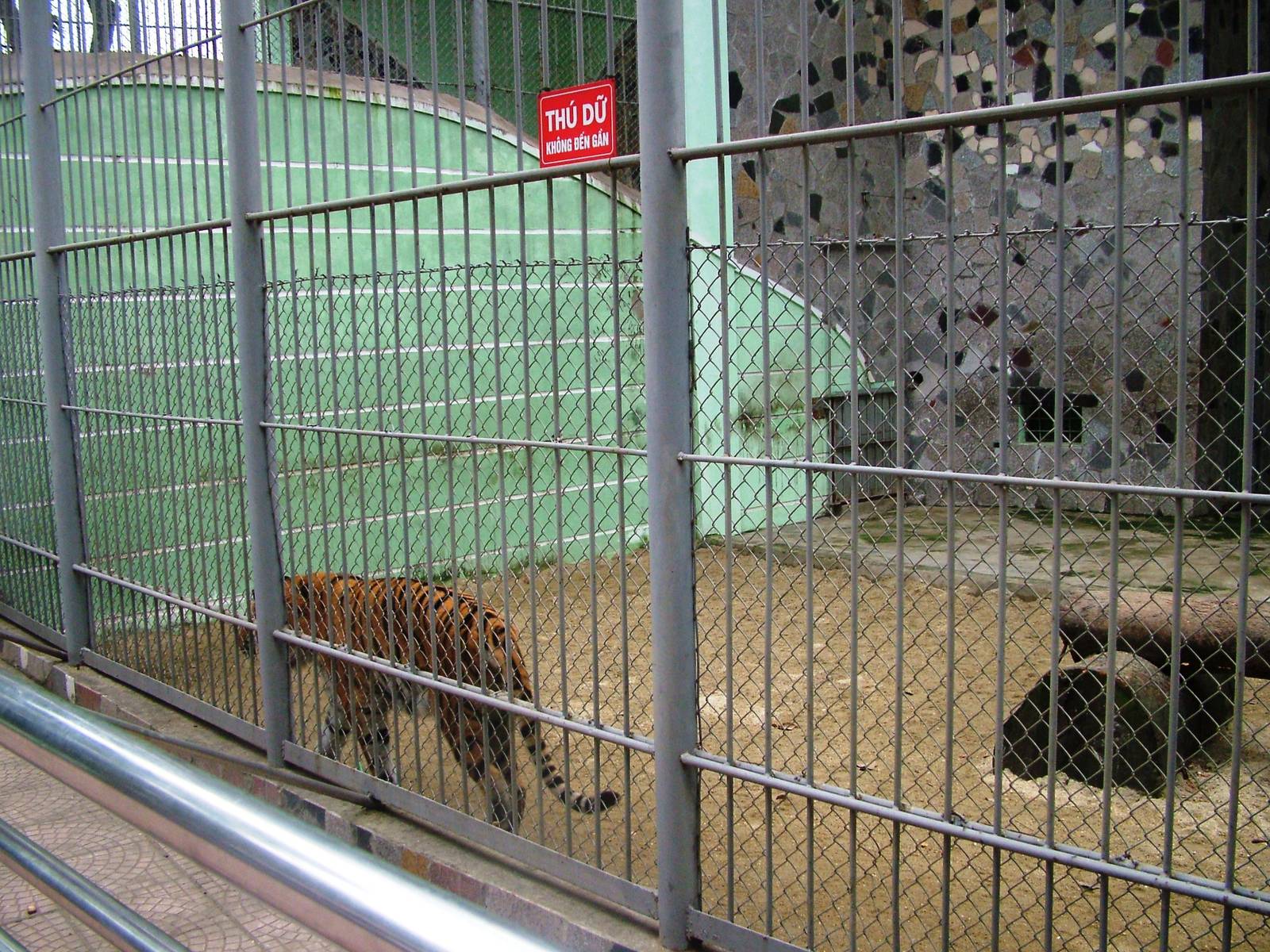 Tiger Exhibit at Hanoi Zoo, 15/03/12