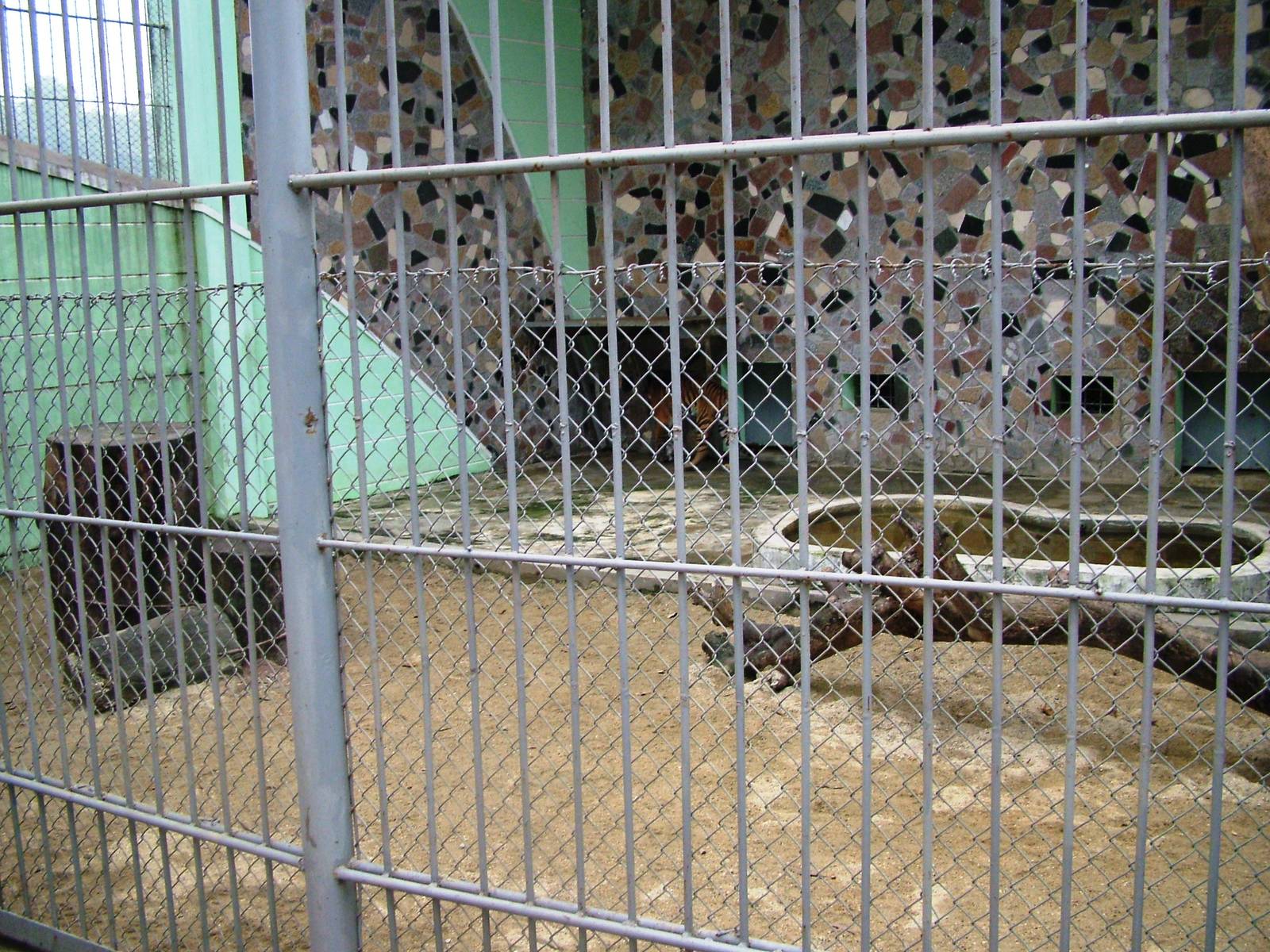 Tiger Exhibit at Hanoi Zoo, 15/03/12