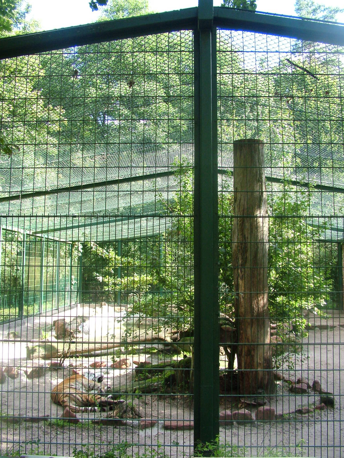 Tiger Exhibit at Kaiserslautern, 01/09/10