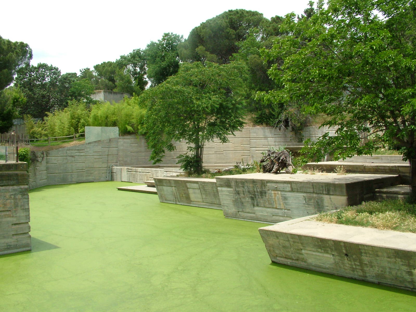 Tiger Exhibit at Madrid Zoo Aquarium, 26/05/11