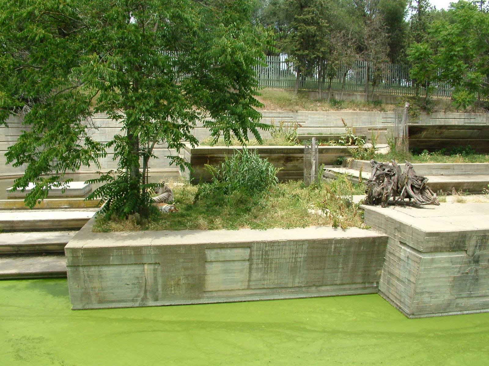 Tiger Exhibit at Madrid Zoo Aquarium, 26/05/11