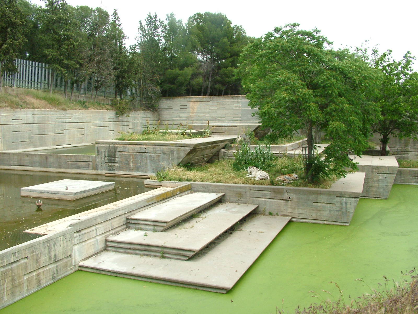 Tiger Exhibit at Madrid Zoo Aquarium, 26/05/11
