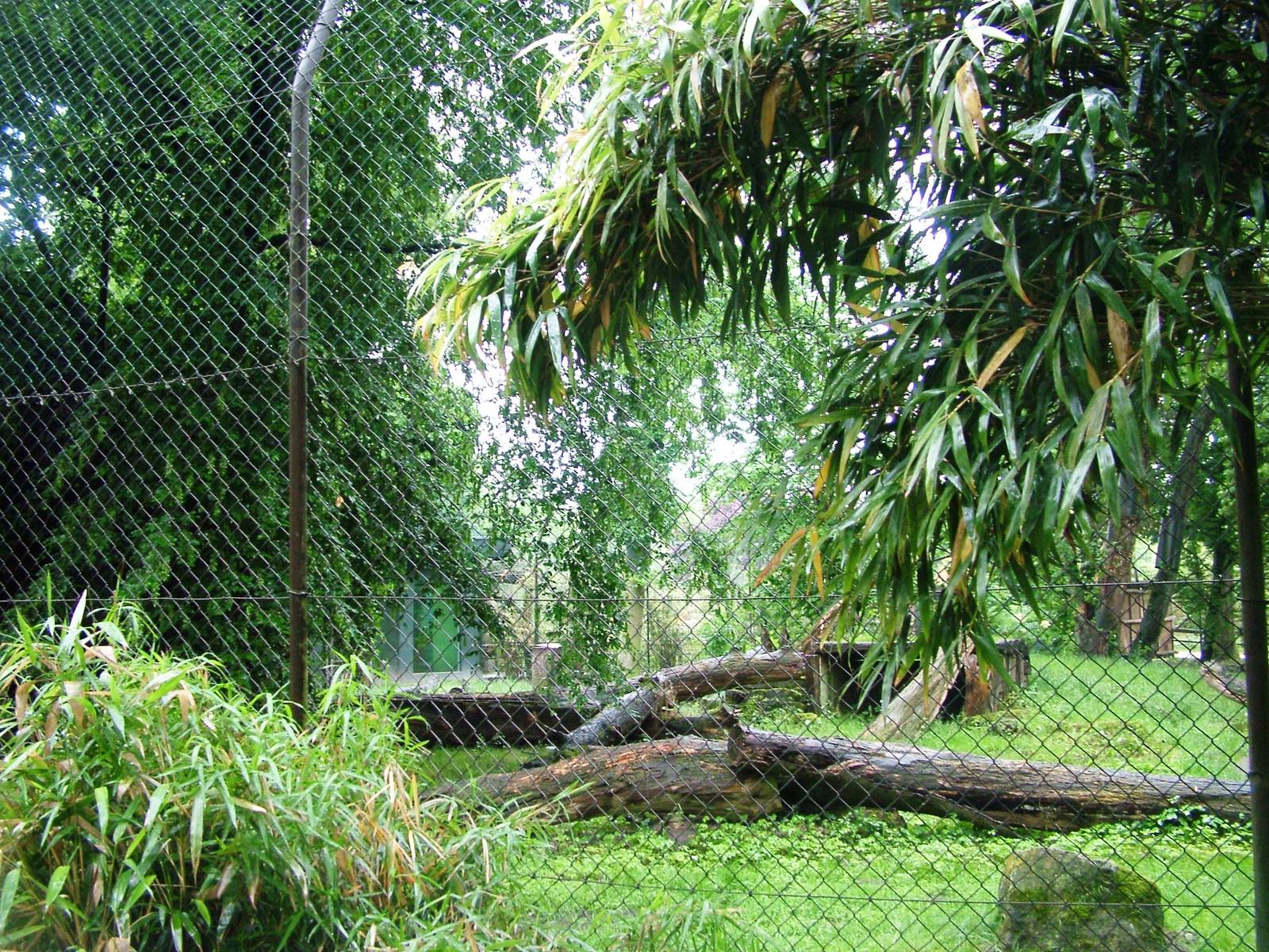 Tiger Exhibit at Rheine, 03/06/12