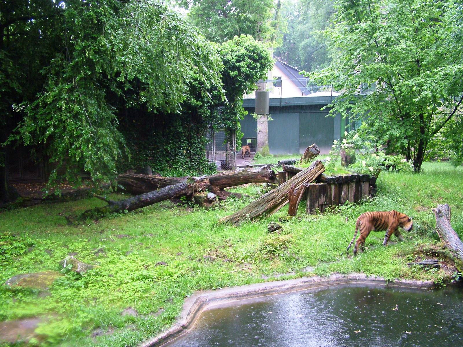 Tiger Exhibit at Rheine, 03/06/12
