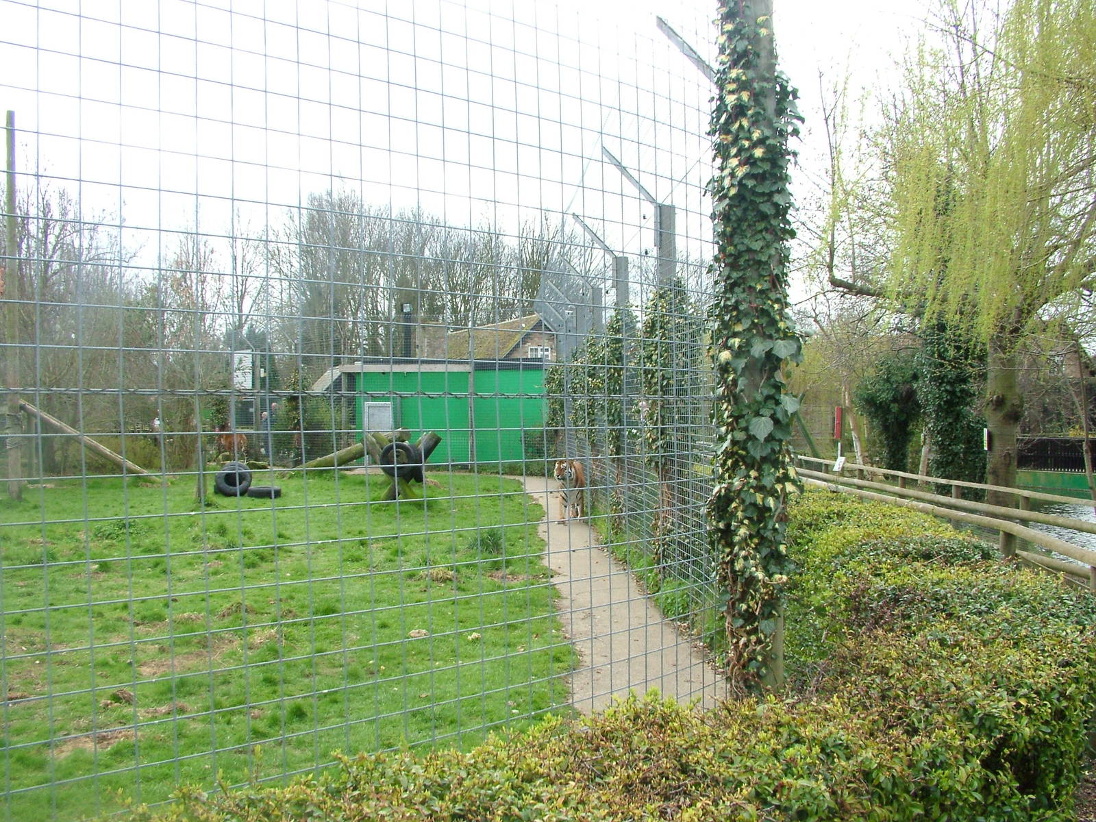 Tiger exhibit at Shepreth 05/04/10