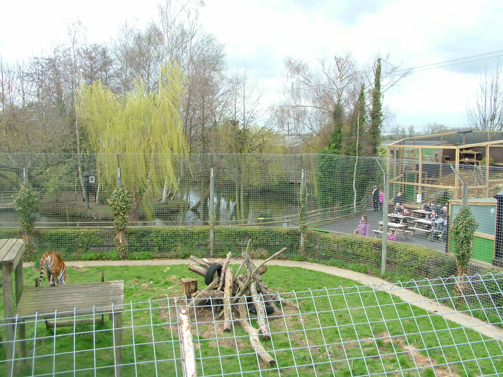 Tiger exhibit at Shepreth 05/04/10