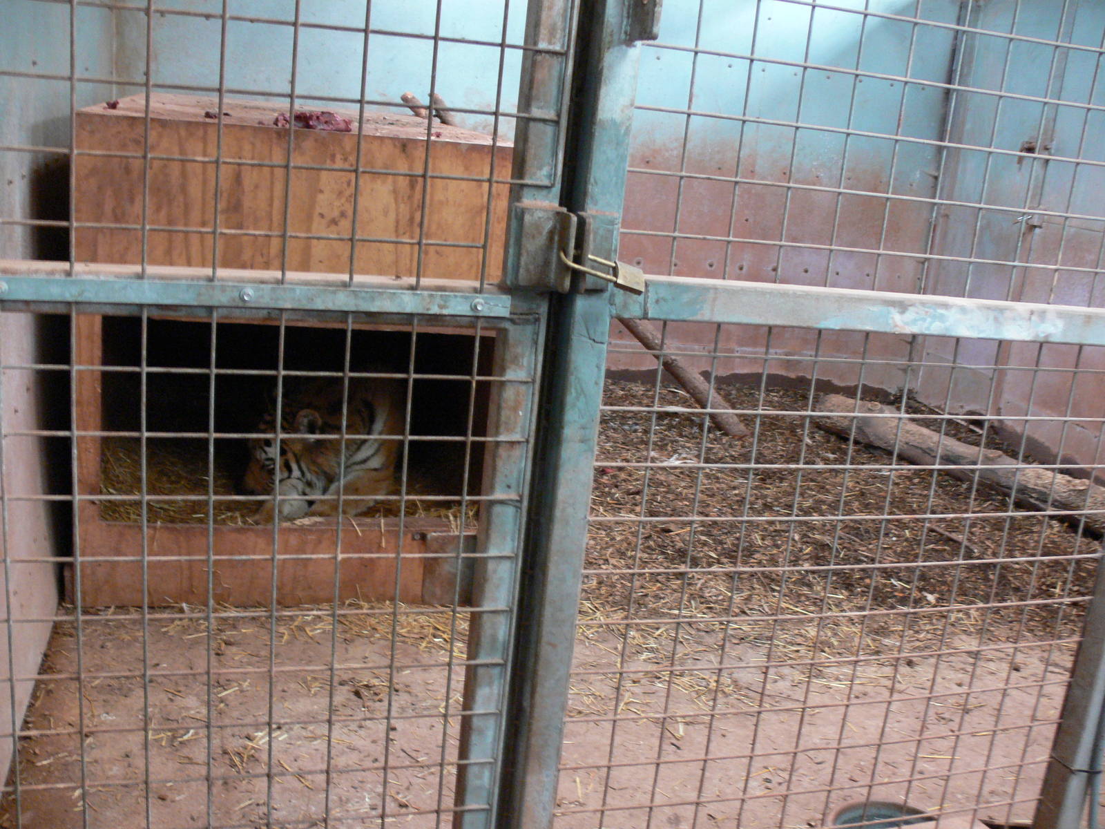 Tiger exhibit at South Lakes WAP 24/11/12