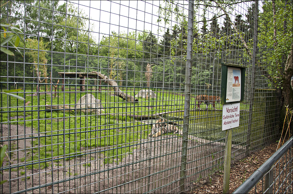 Tiger exhibit at Thüle