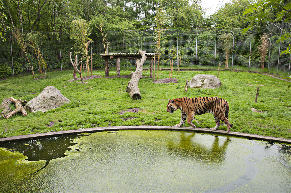 Tiger exhibit at Thüle