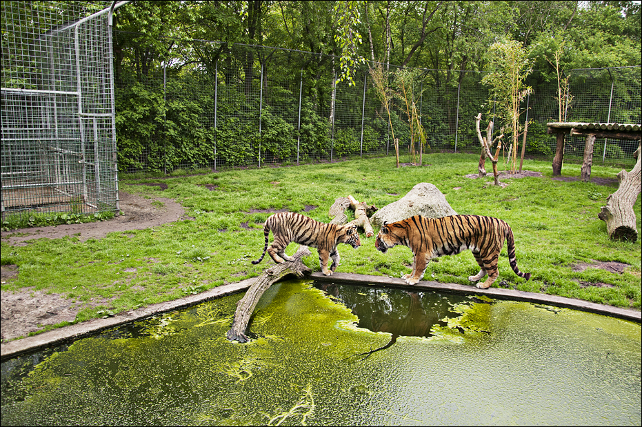 Tiger exhibit at Thüle