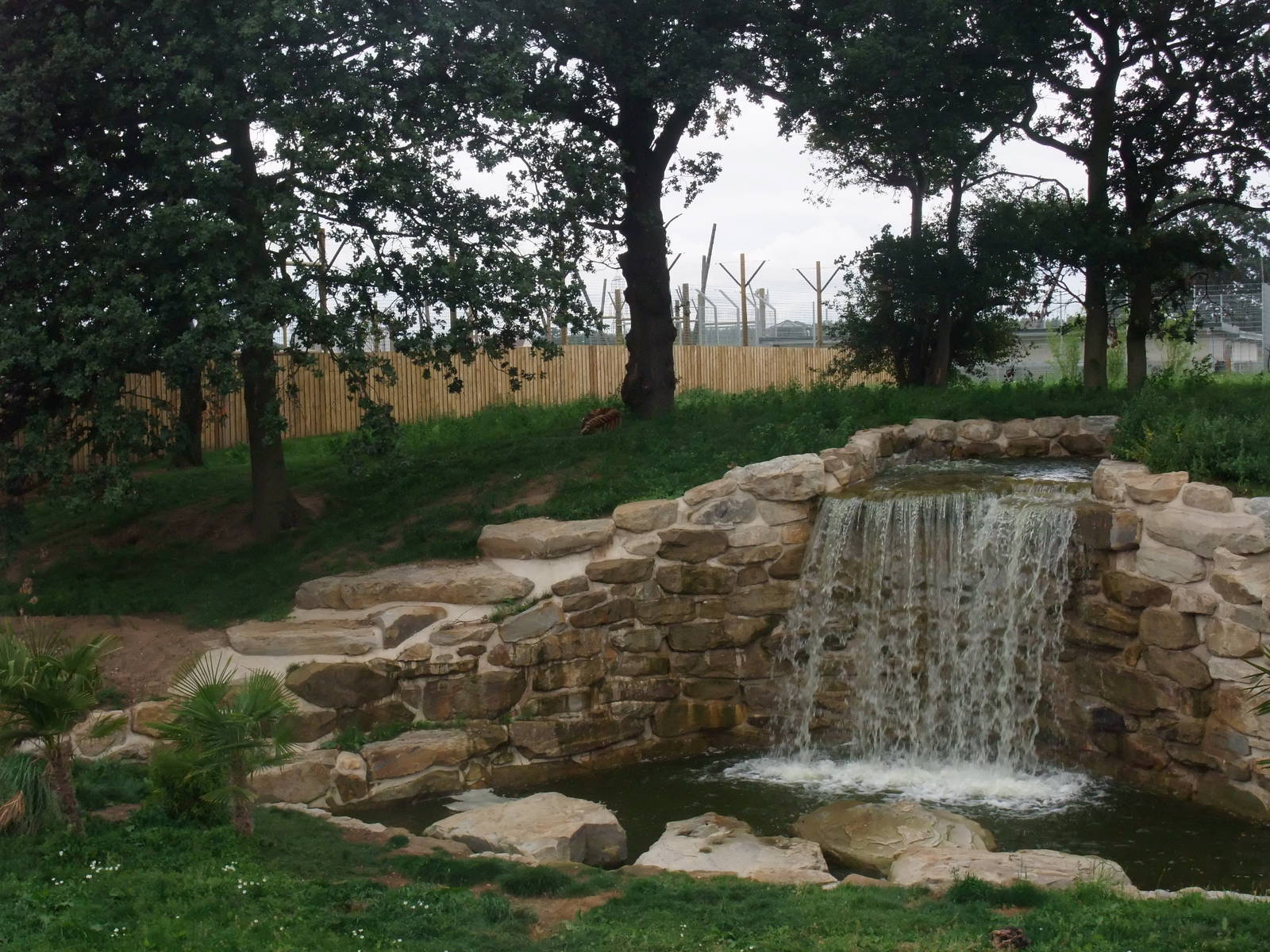 Tiger Exhibit at Yorkshire WP, 07/08/11