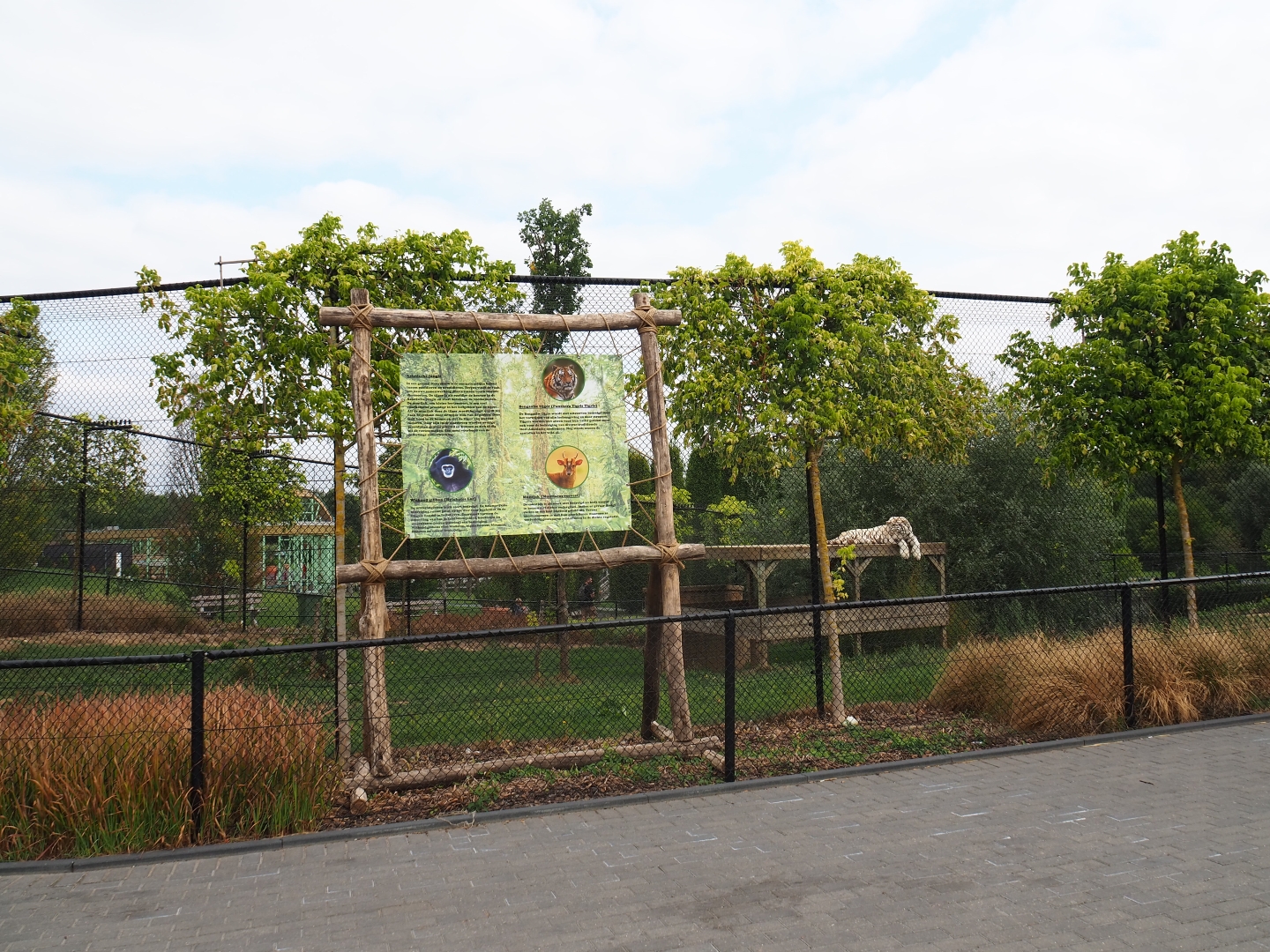 Tiger exhibit (Aug 28th, 2018)