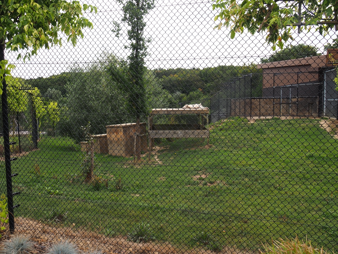 Tiger exhibit (Aug 28th, 2018)