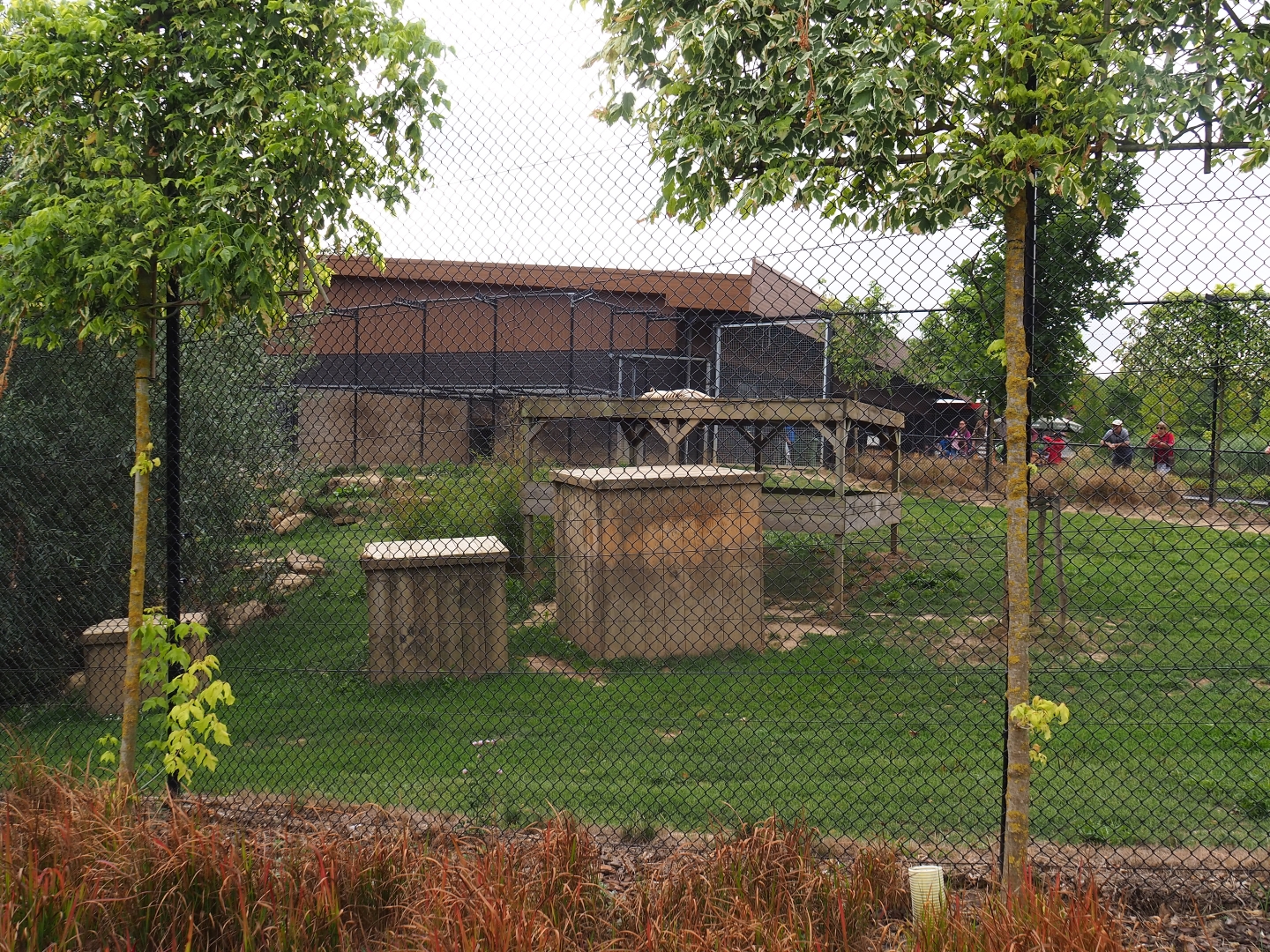 Tiger exhibit (Aug 28th, 2018)