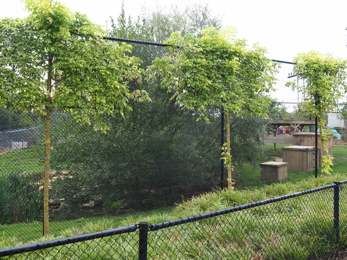 Tiger exhibit (Aug 28th, 2018)