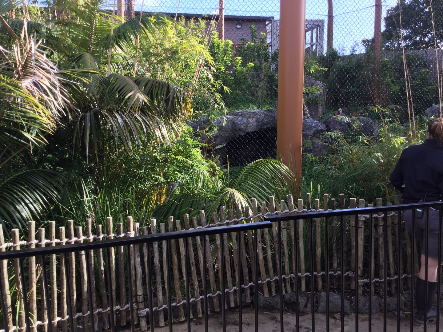 Tiger Exhibit - barriers up (breeding intro)