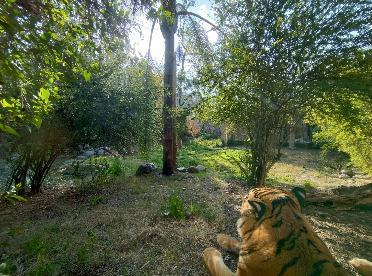 Tiger exhibit - Buin zoo