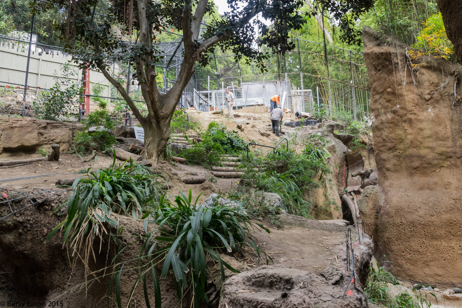 Tiger exhibit construction