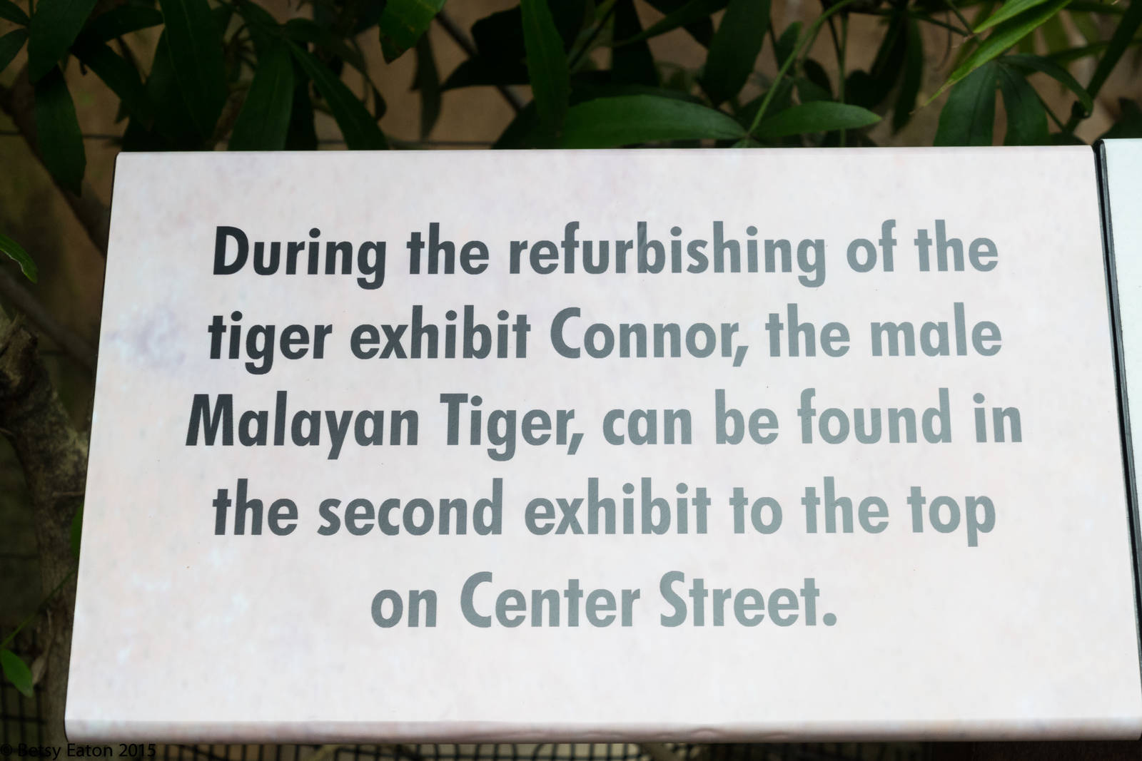 Tiger exhibit construction