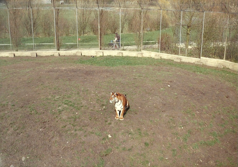 Tiger exhibit early 1980s