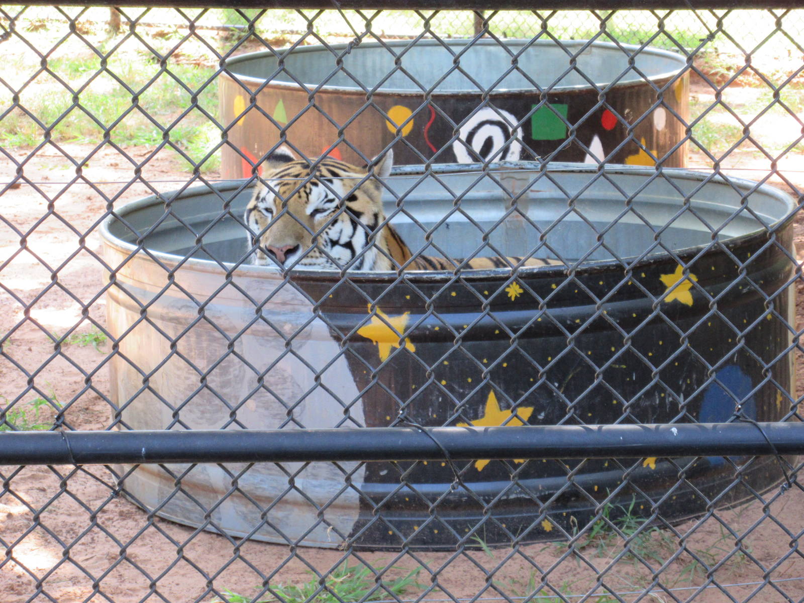 Tiger Exhibit - example of a tiger pool that is found in every enclosure