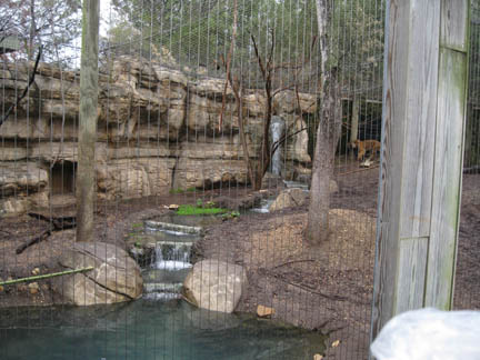 tiger exhibit - Feb 2012