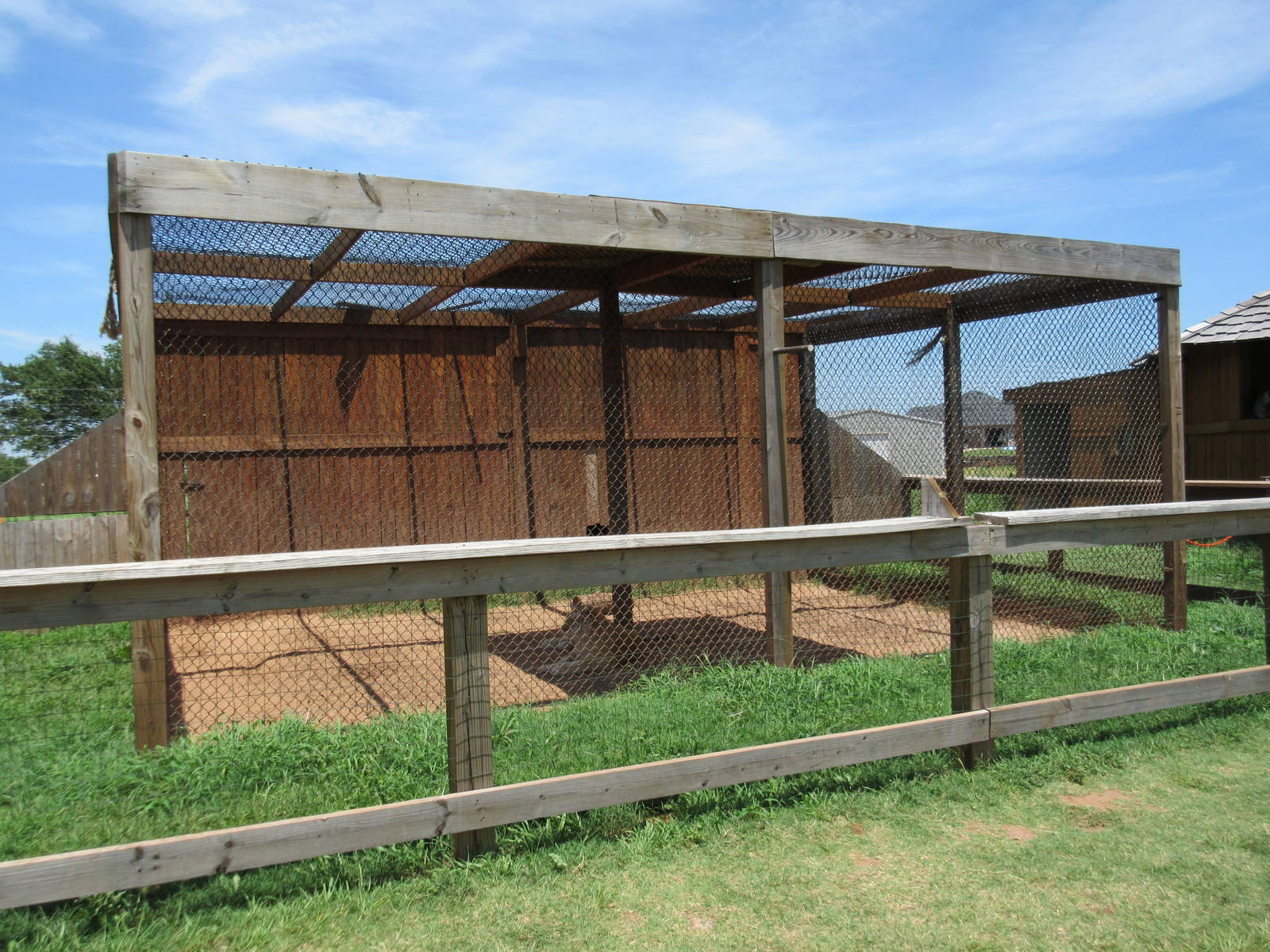 Tiger Exhibit (golden variety)
