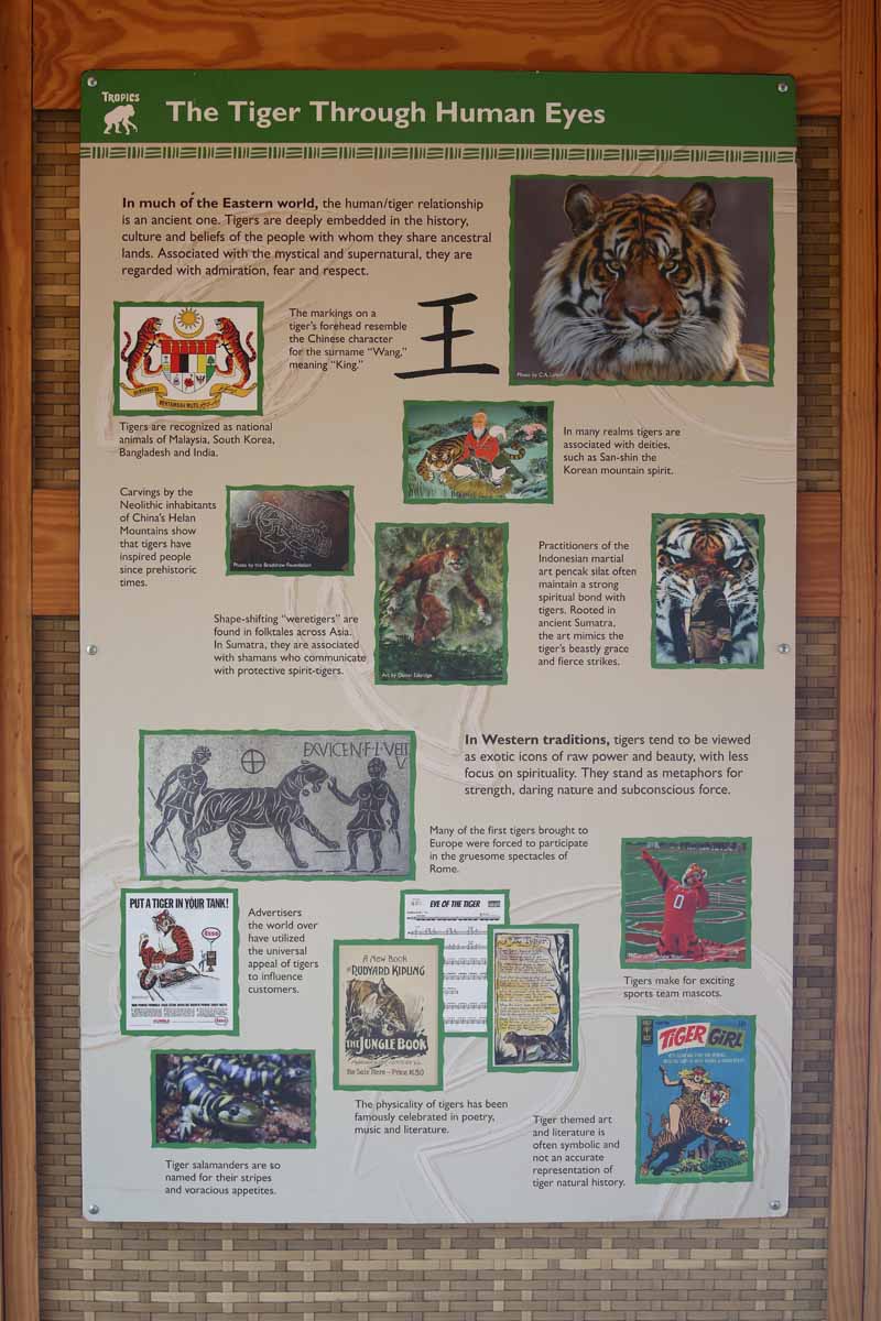 tiger exhibit graphics