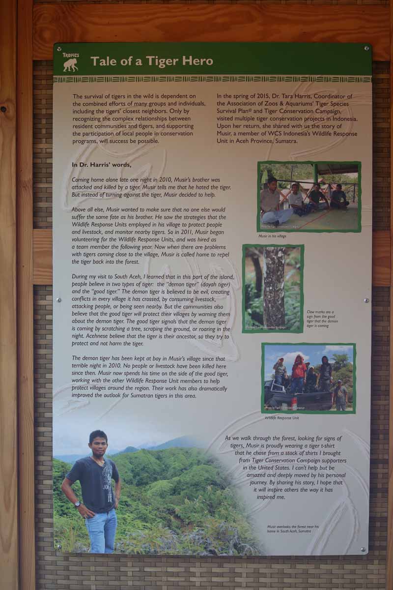 tiger exhibit graphics