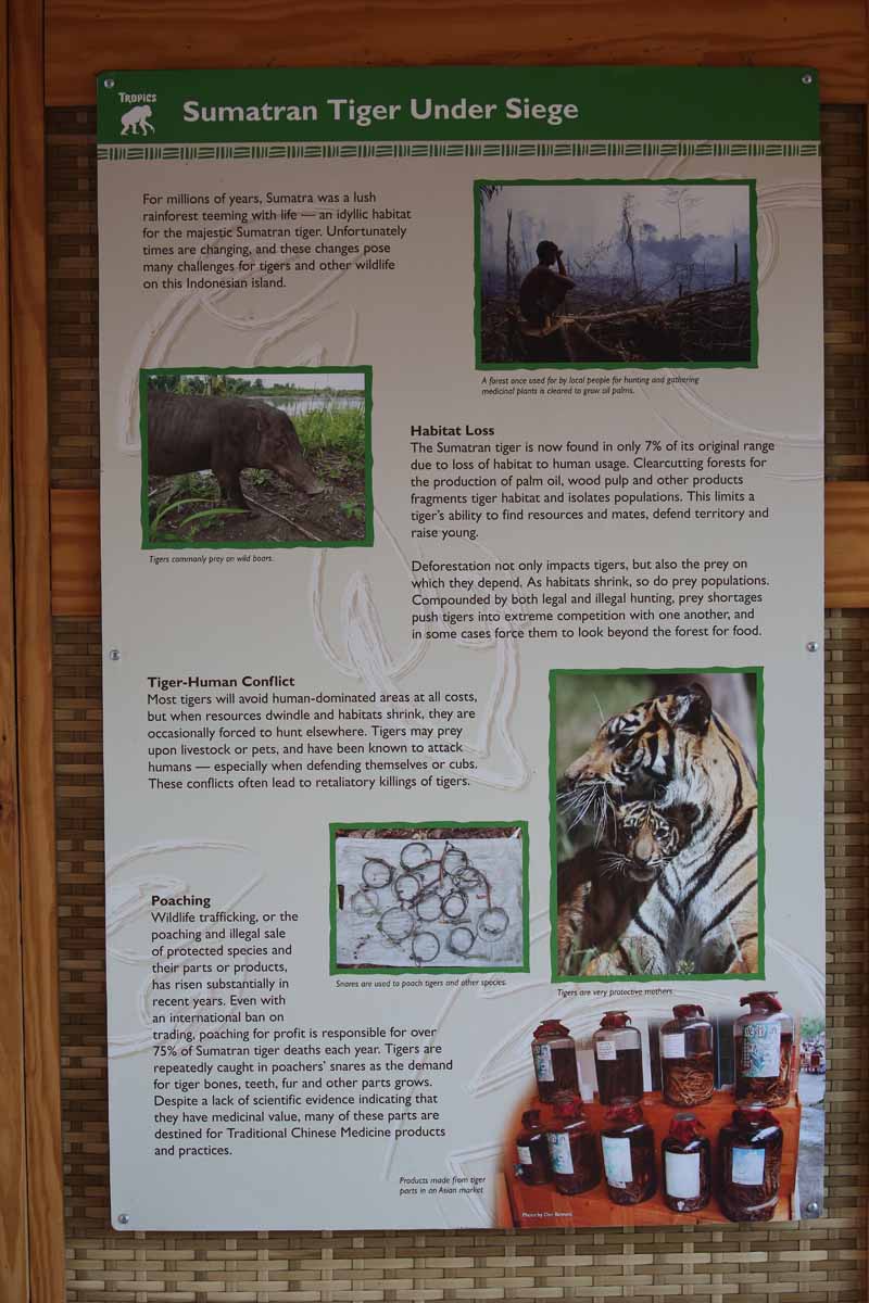 tiger exhibit graphics
