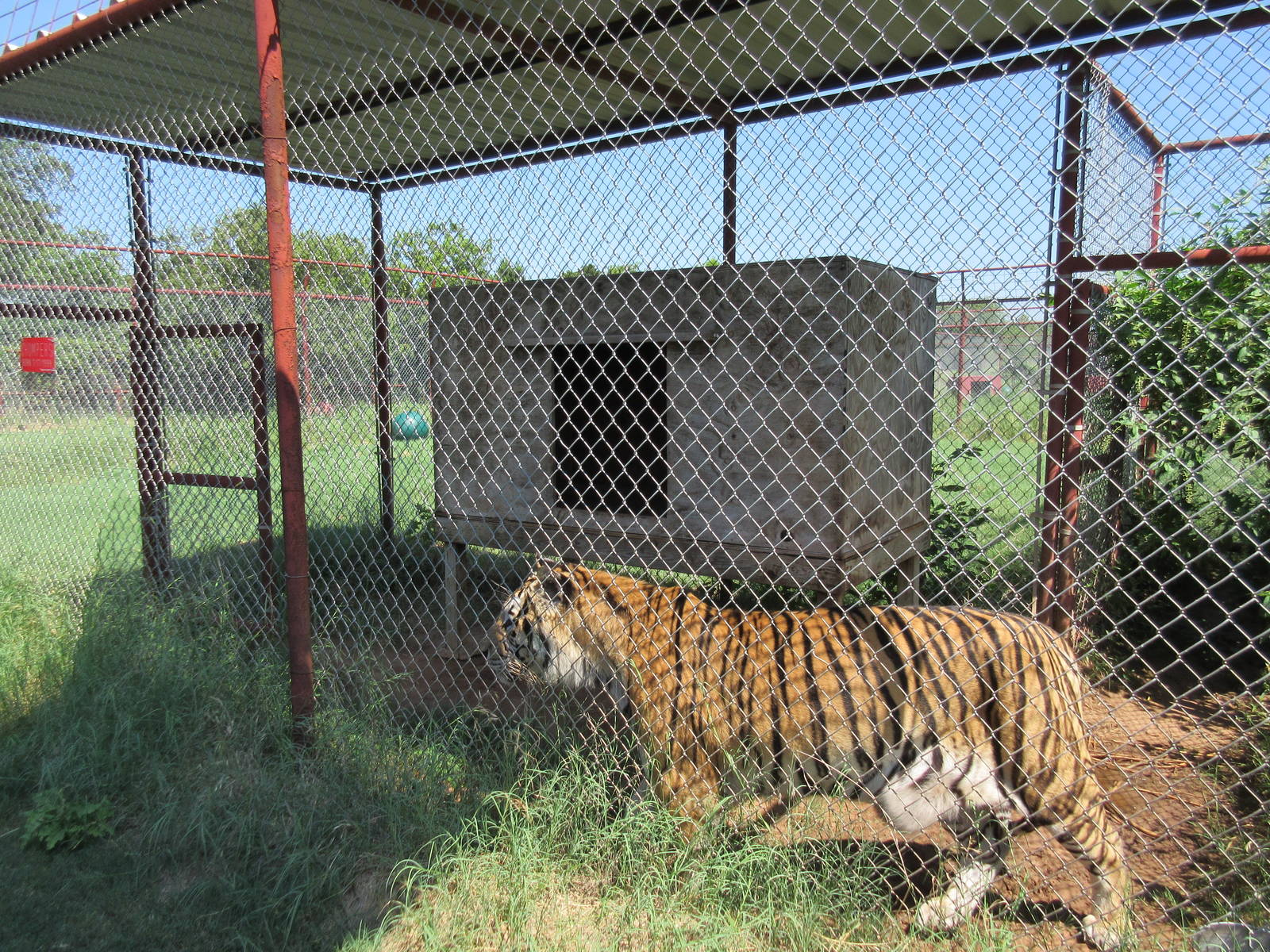 Tiger Exhibit - Holding Cage (cat has access to full yard)