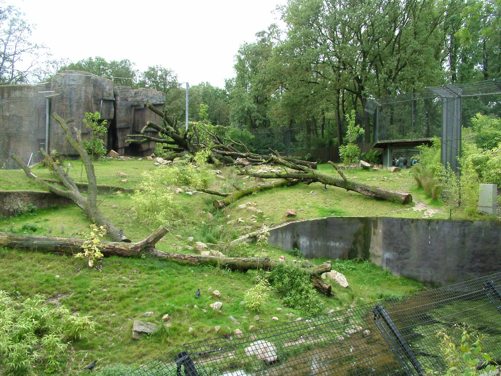 Tiger Exhibit in Burgers Rimba at Burgers Zoo Arnhem, 29/08/10