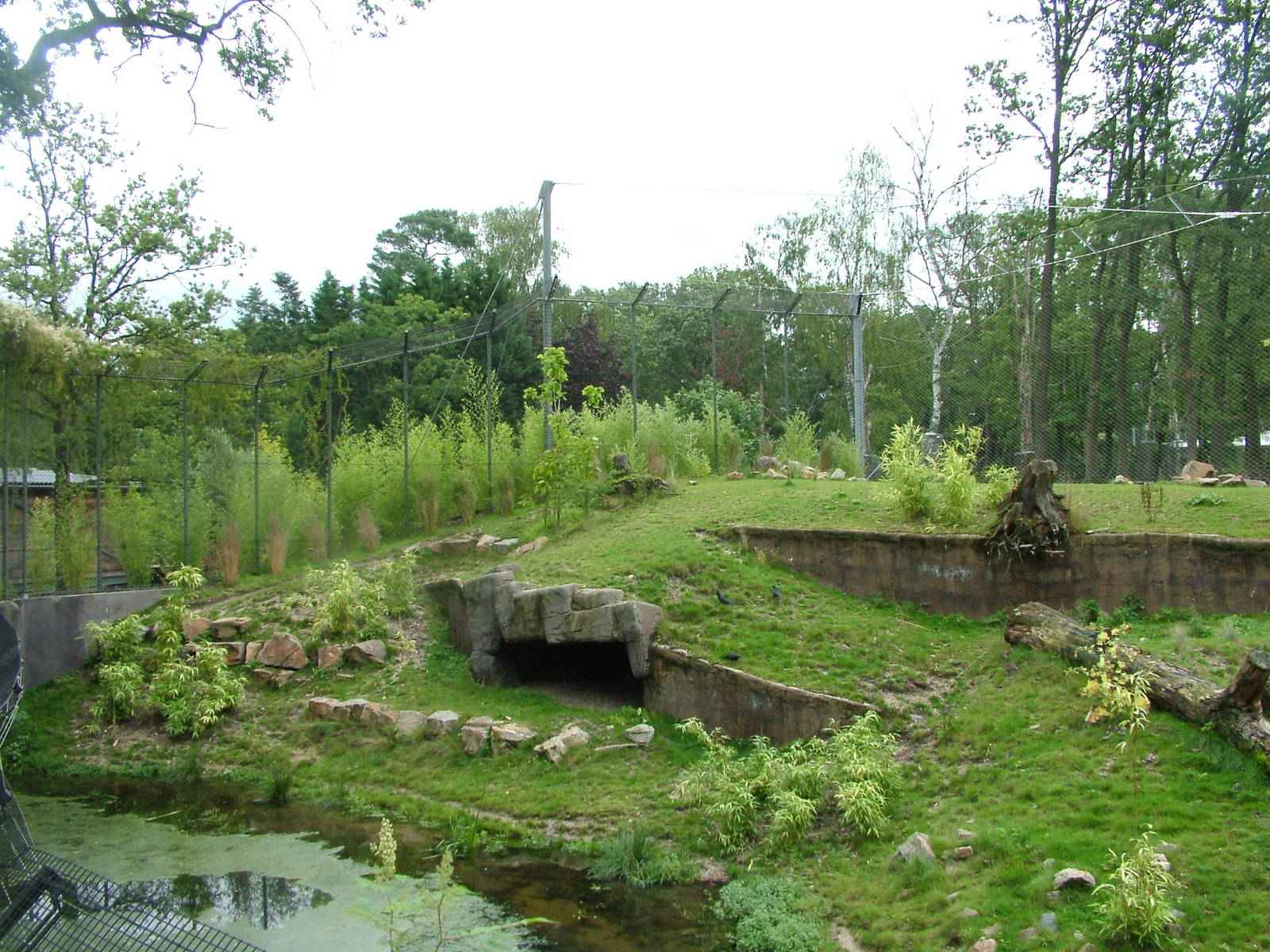 Tiger Exhibit in Burgers Rimba at Burgers Zoo Arnhem, 29/08/10