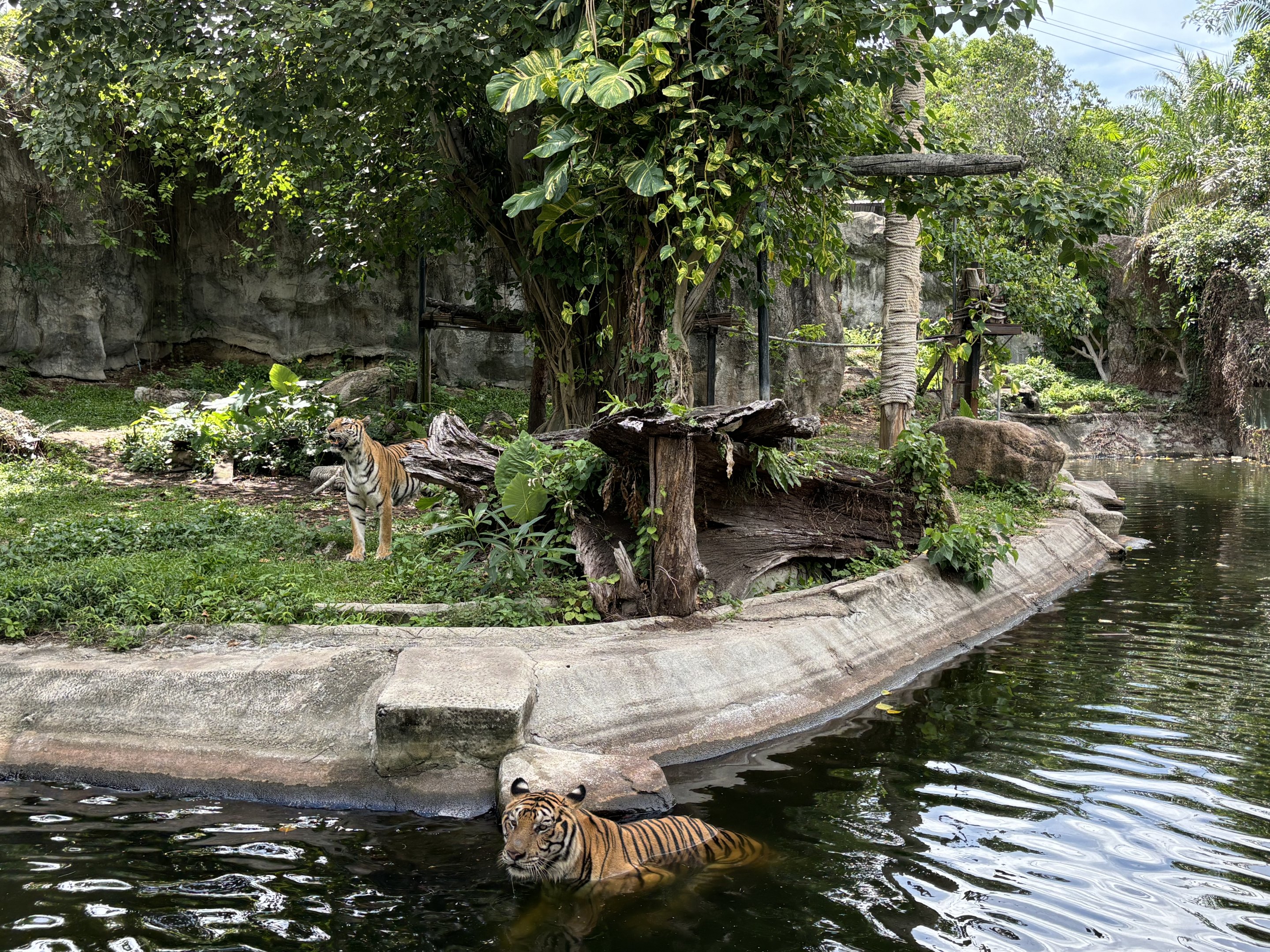 Tiger Exhibit - Indochinese